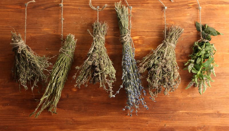 La magie des herbes : les alliées végétales de la sorcière